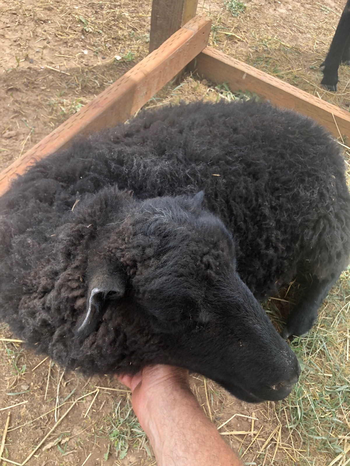 Norma the black Shetland sheep curled up and having her chin scratched