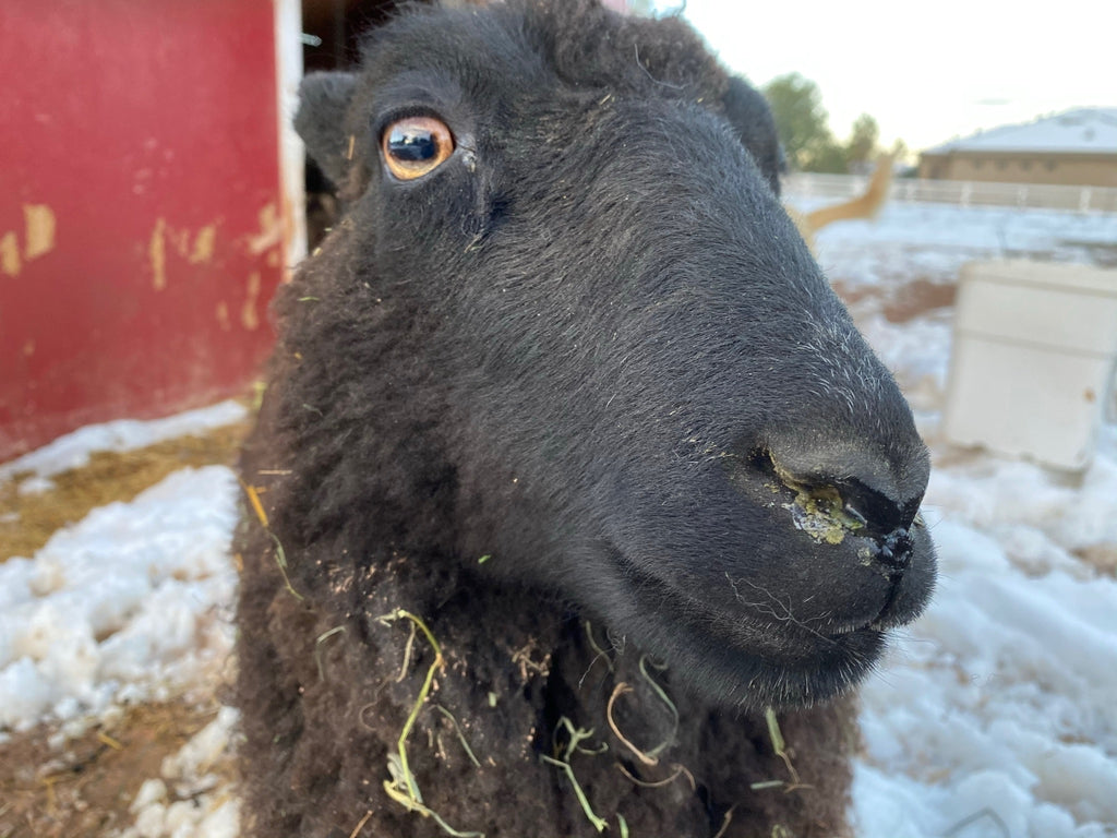 Norma the black Shetland sheep close-up 