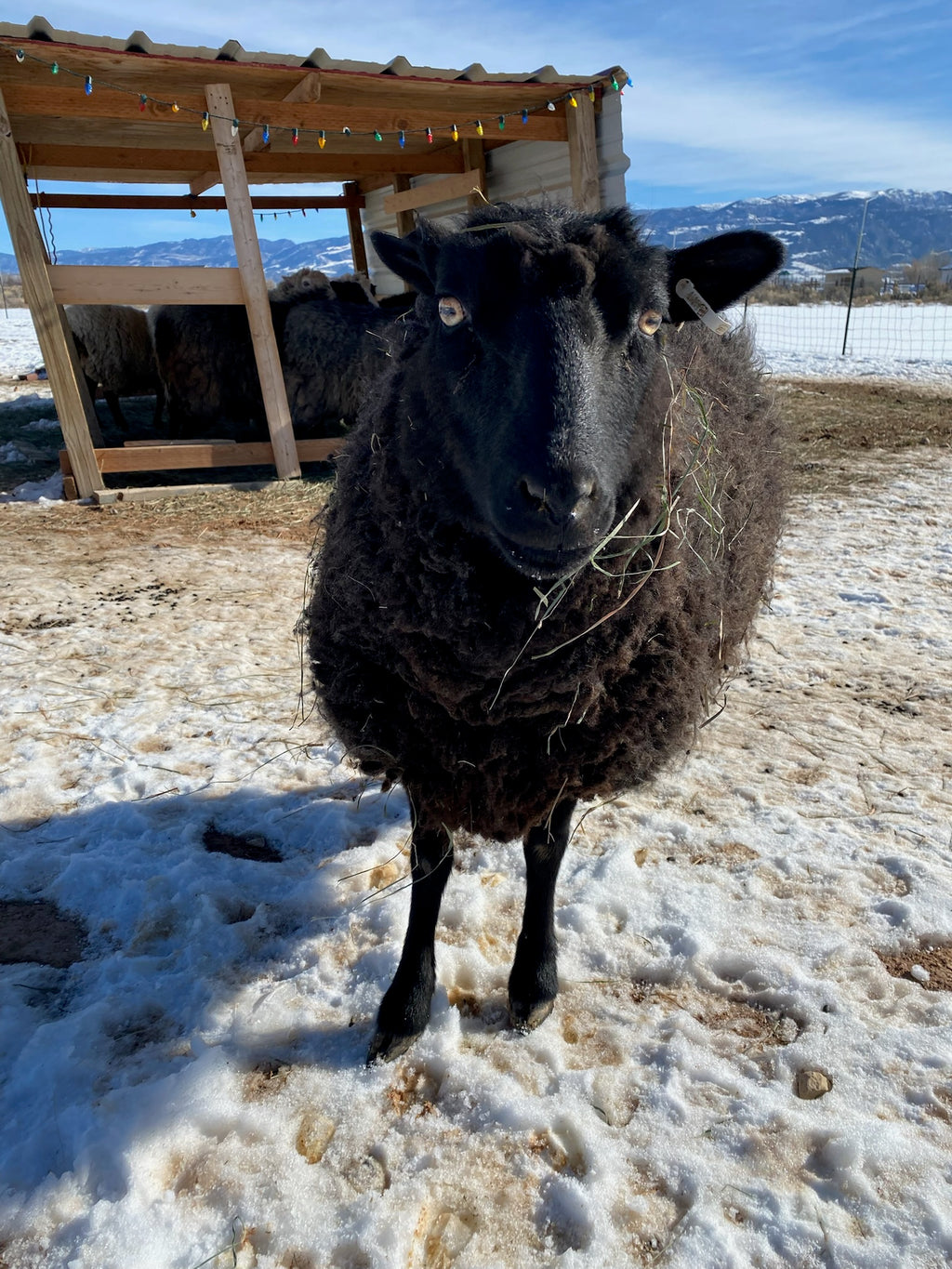 Norma the black Shetland sheep outside in the snow with mountains and gazebo in the background