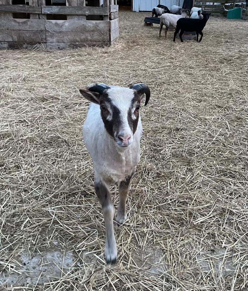 Padraic the gray Shetland lamb walking in a paddock