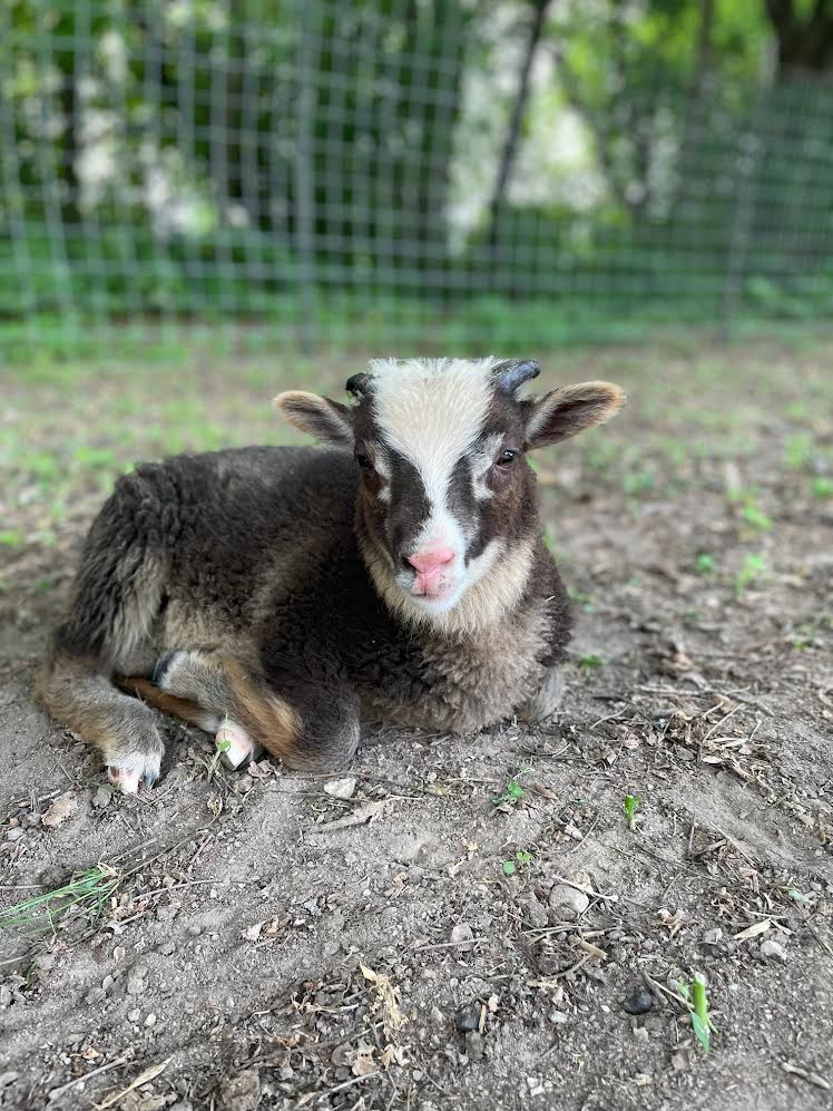 Padraic the gray Shetland lamb laying down