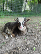 Padraic the gray Shetland lamb laying down