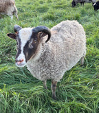 Padraic the gray Shetland sheep in the tall grass