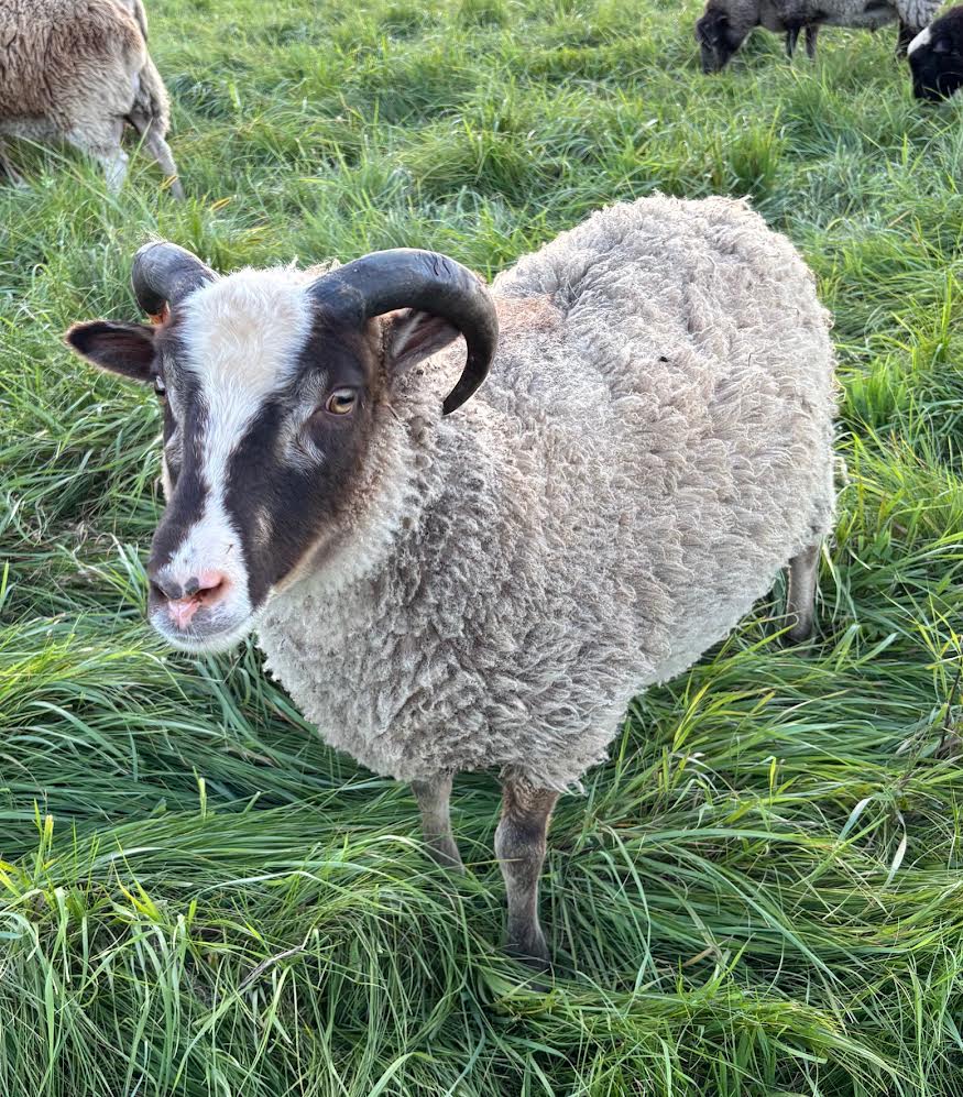 Padraic the gray Shetland sheep in the tall grass