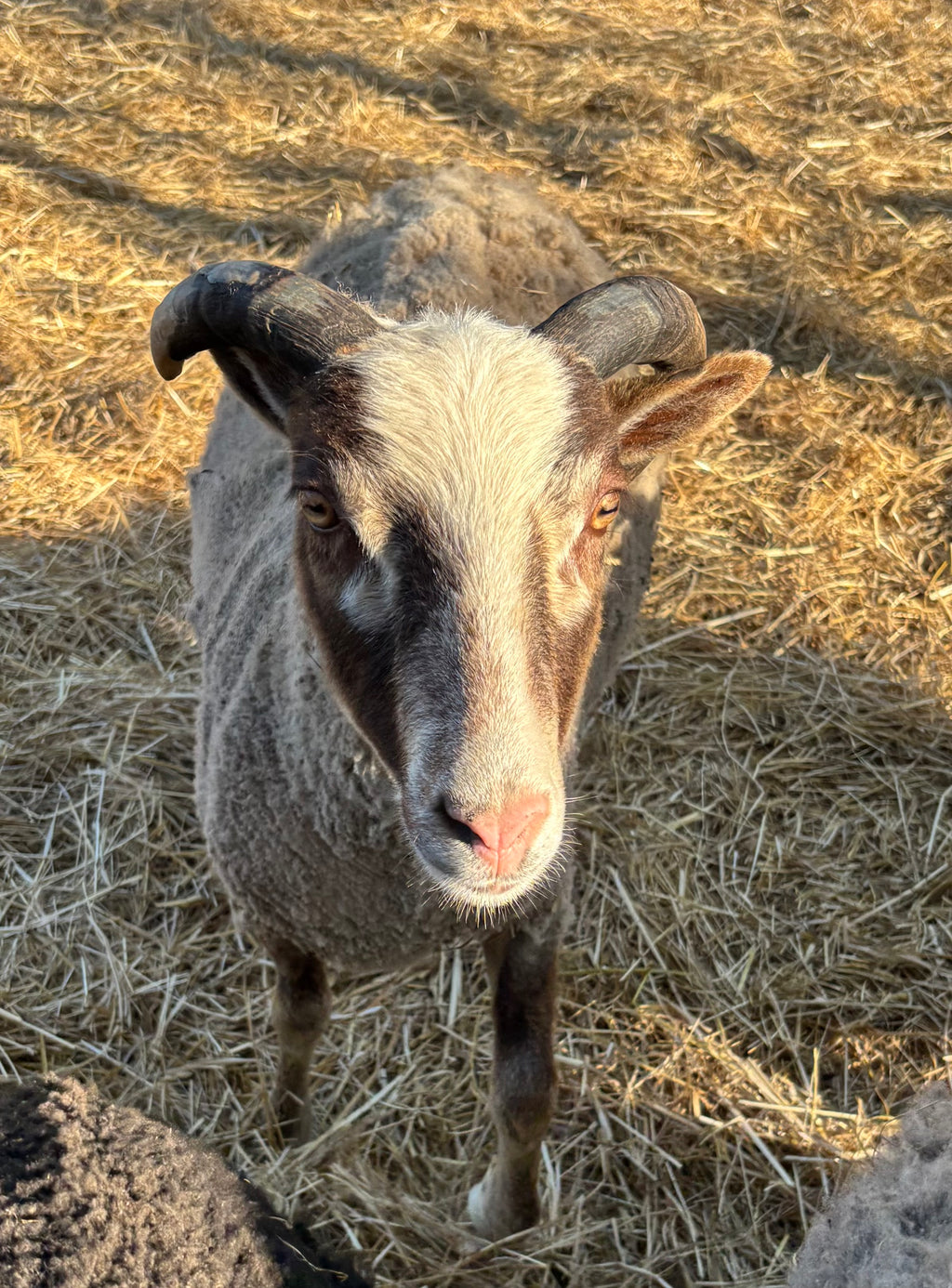 Padraic the gray Shetland sheep 