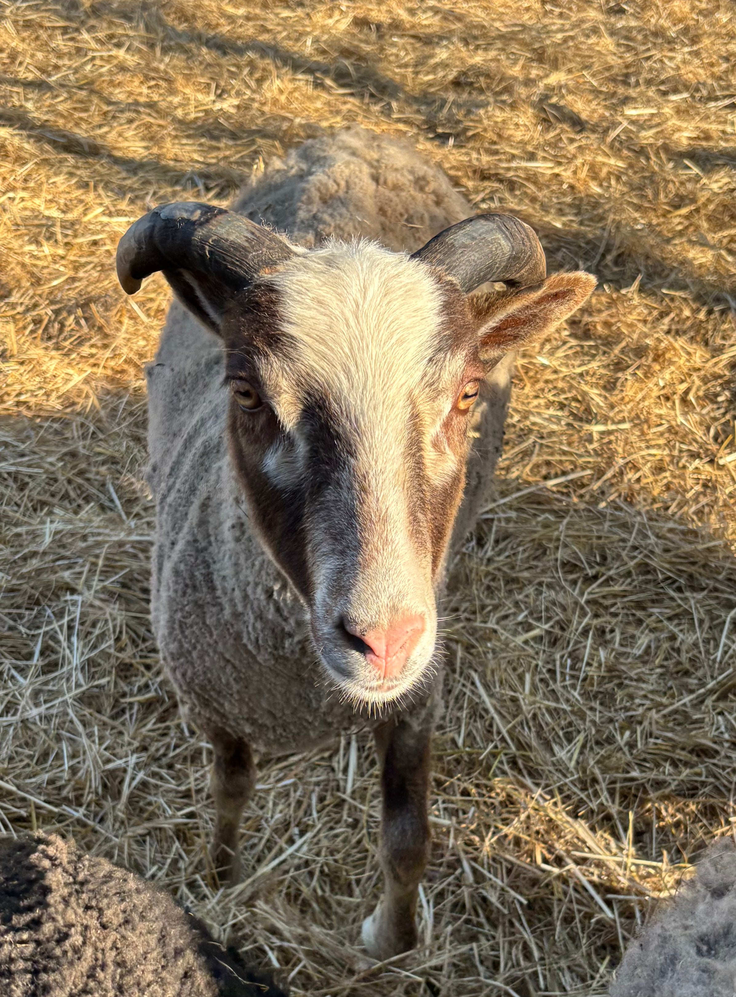 Padraic the gray Shetland sheep 