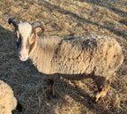 Padraic the gray Shetland sheep sideview looking up at the camera