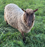 Paula the brown Shetland sheep in the tall grass