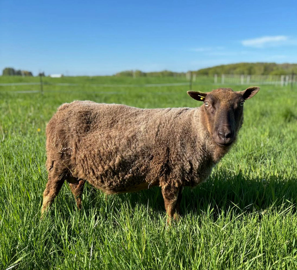 Paula the brown Shetland sheep sideview in a pasture