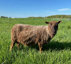 Paula the brown Shetland sheep sideview in a pasture