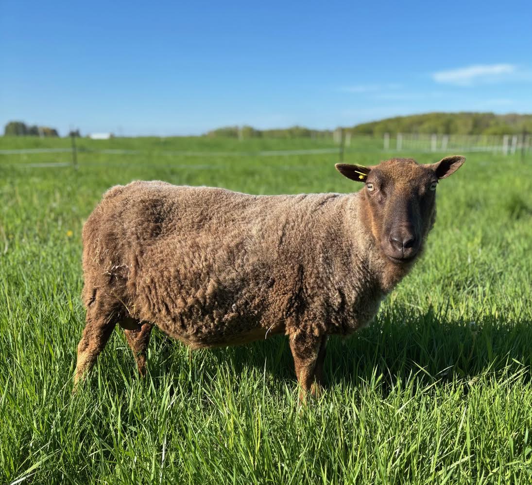 Paula the brown Shetland sheep sideview in a pasture