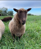 Paula the brown Shetland sheep in the pasture looking ahead