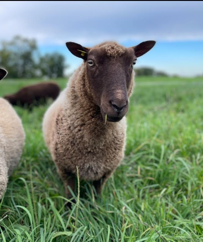 Paula the brown Shetland sheep in the pasture looking ahead