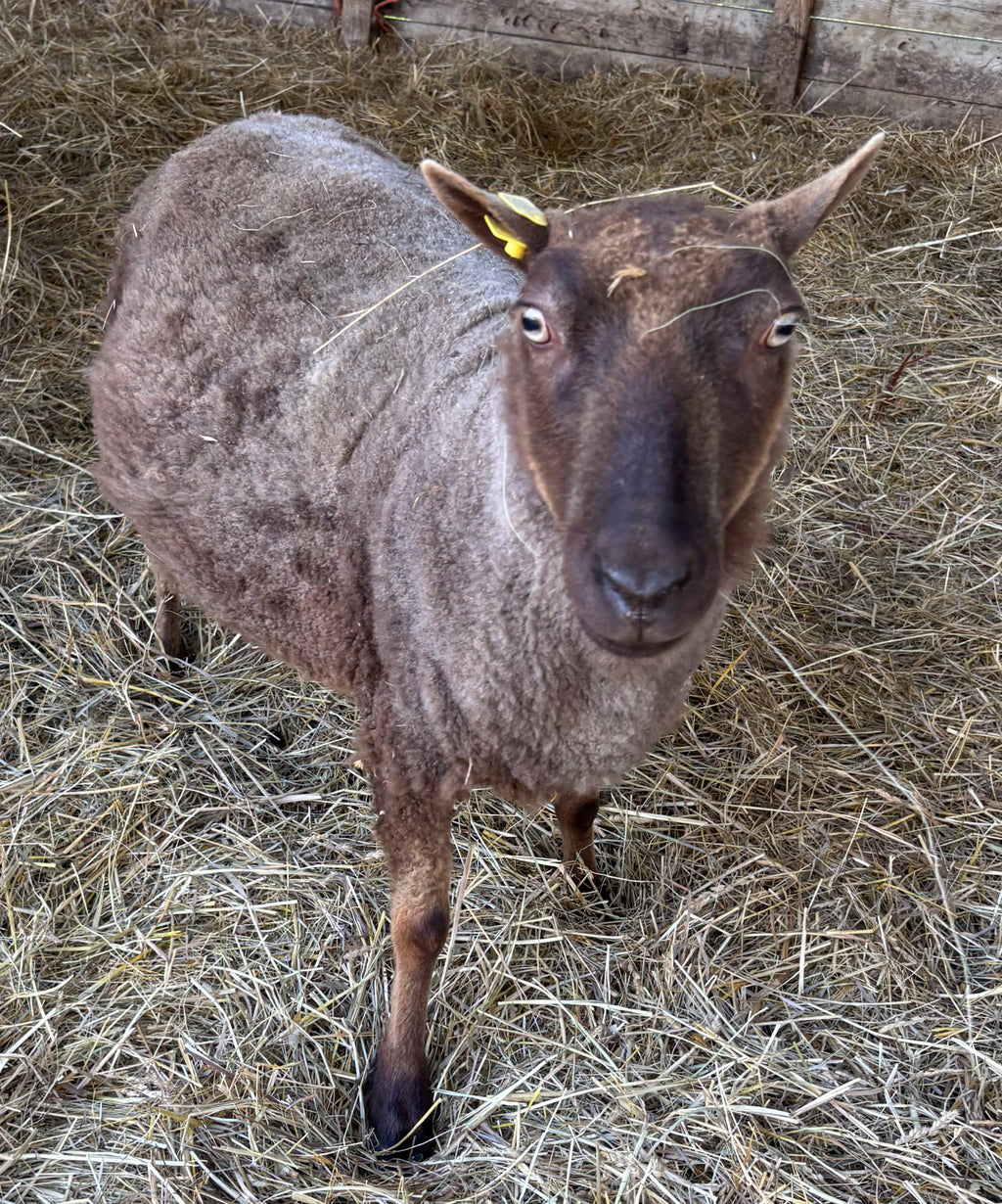 Paula the brown Shetland sheep in a straw-filled paddock looking upward