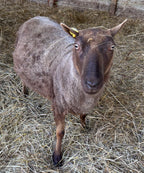 Paula the brown Shetland sheep in a straw-filled paddock looking upward