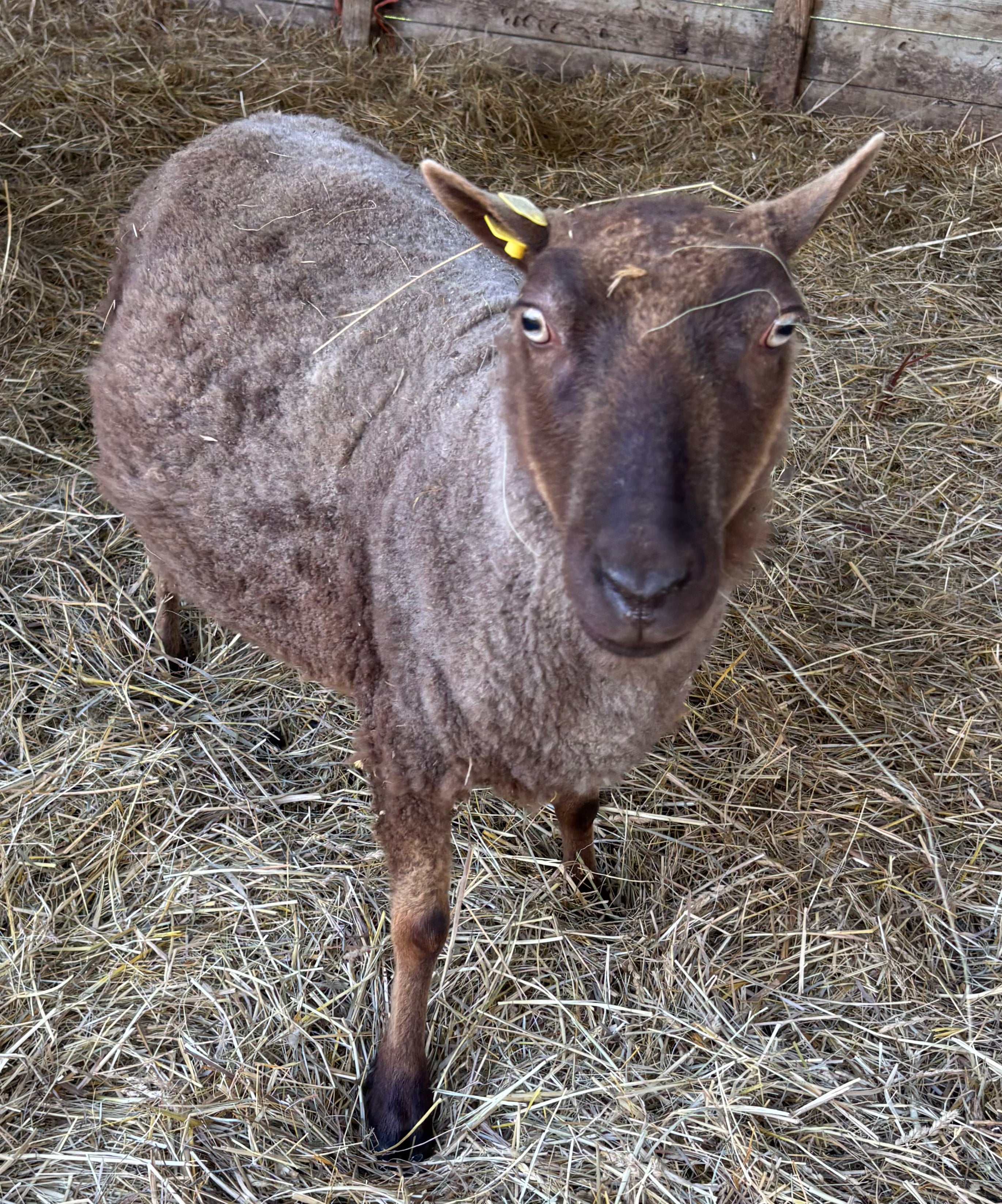 Paula the brown Shetland sheep in a straw-filled paddock looking upward