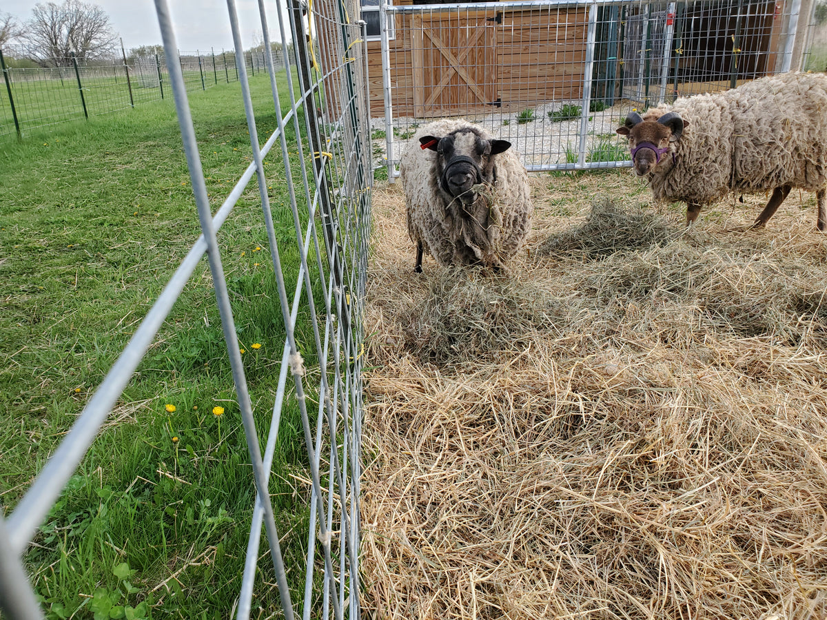Prince Charlie the Shetland Ram in a paddock eating hay