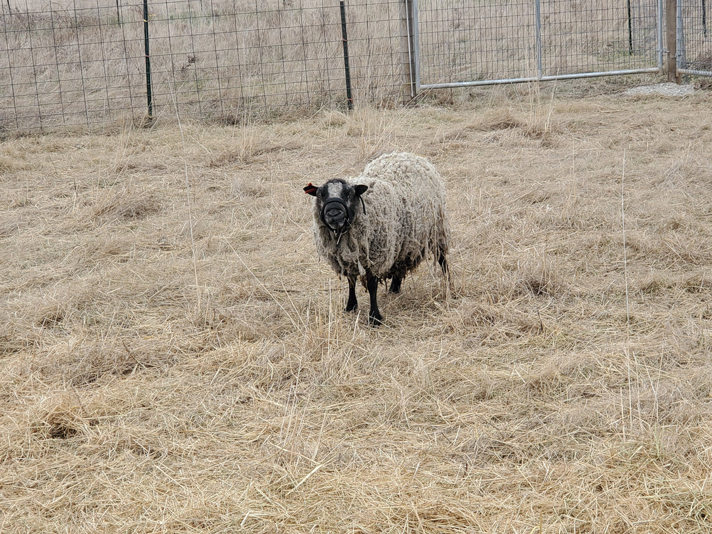 Prince Charlie the Shetland Ram in the dry grassy paddock looking at the camera