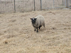 Prince Charlie the Shetland Ram in the dry grassy paddock looking at the camera