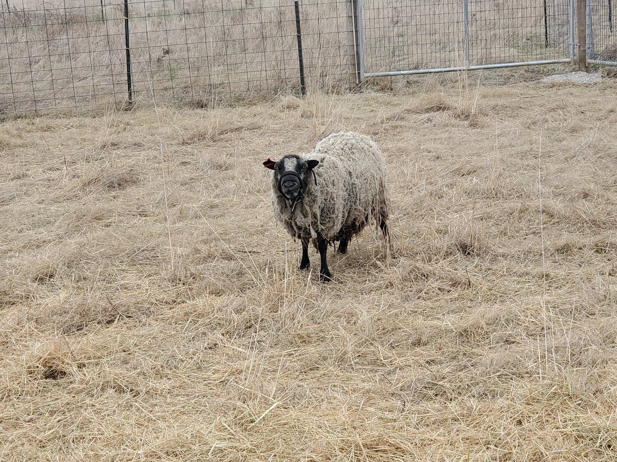 Prince Charlie the Shetland Ram in the dry grassy paddock looking at the camera