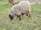 Prince Charlie the Shetland Ram sideview in the pasture