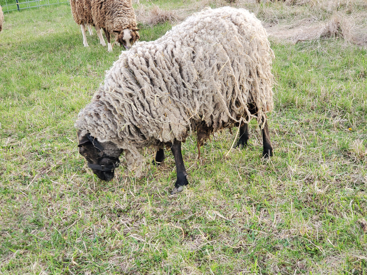 Prince Charlie the Shetland Ram sideview in the pasture