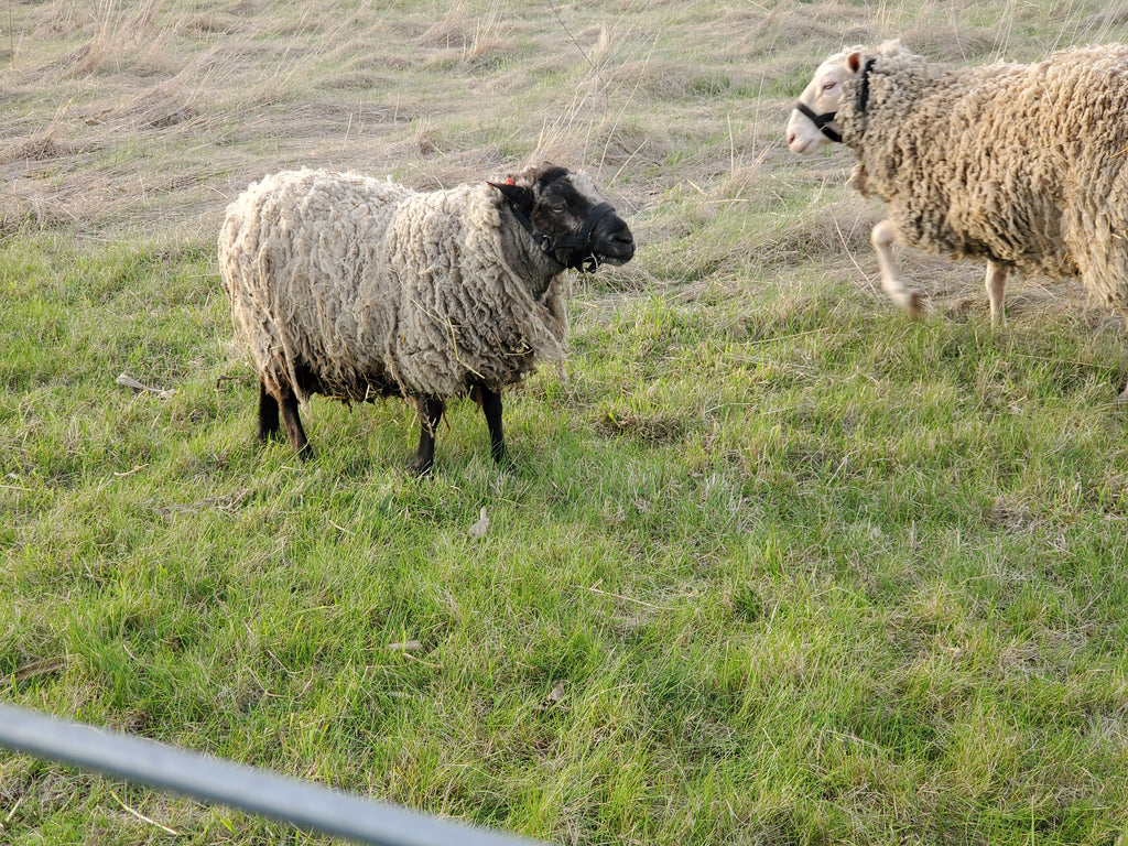 Prince Charlie the Shetland Ram standing in the pasture
