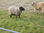 Prince Charlie the Shetland Ram standing in the pasture