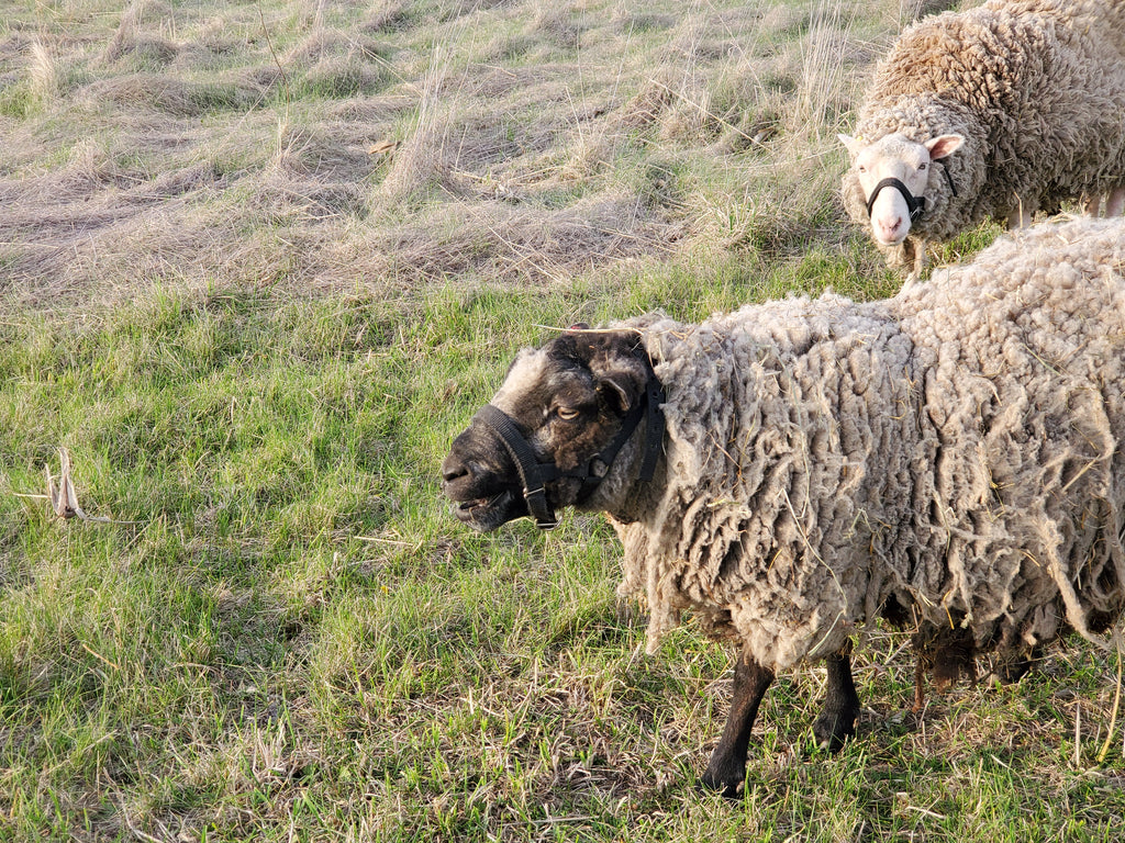 Prince Charlie the Shetland Ram baaing