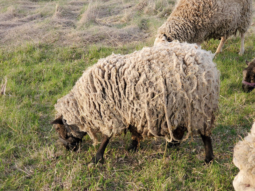 Prince Charlie the Shetland Ram side view eating grass