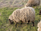 Prince Charlie the Shetland Ram side view eating grass