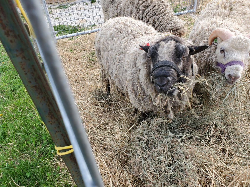 Prince Charlie the Shetland Ram eating and looking at you
