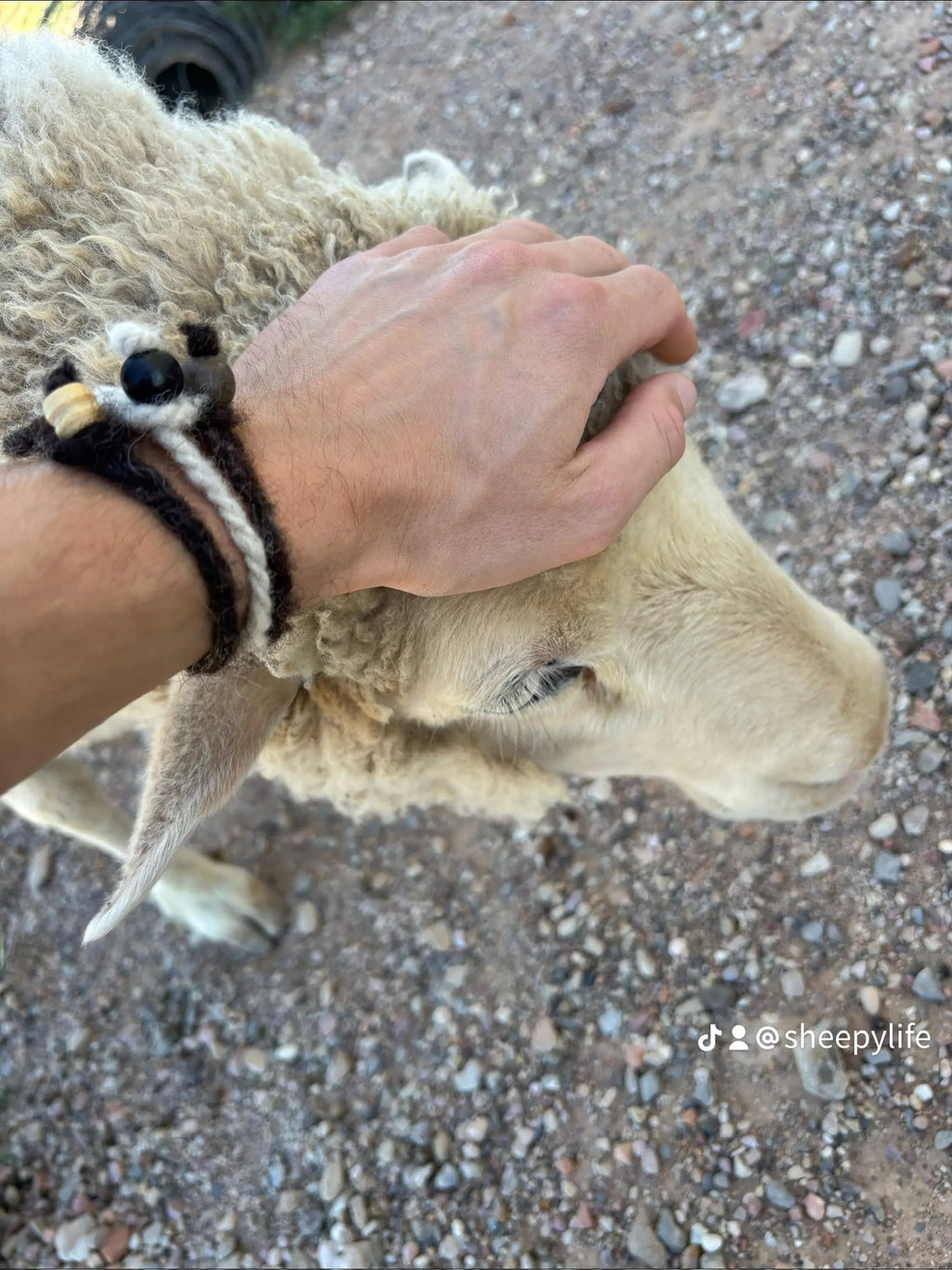 Valkia the white Finnsheep being petted on her head 