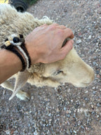 Valkia the white Finnsheep being petted on her head 