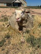 Valkia the white Finnsheep laying in the dry grass with her leg out
