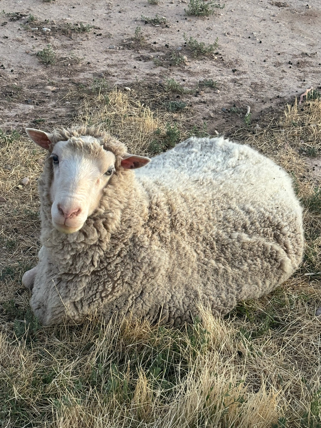 Valkia the white Finnsheep laying in dry grass looking at the camera