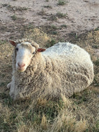 Valkia the white Finnsheep laying in dry grass looking at the camera