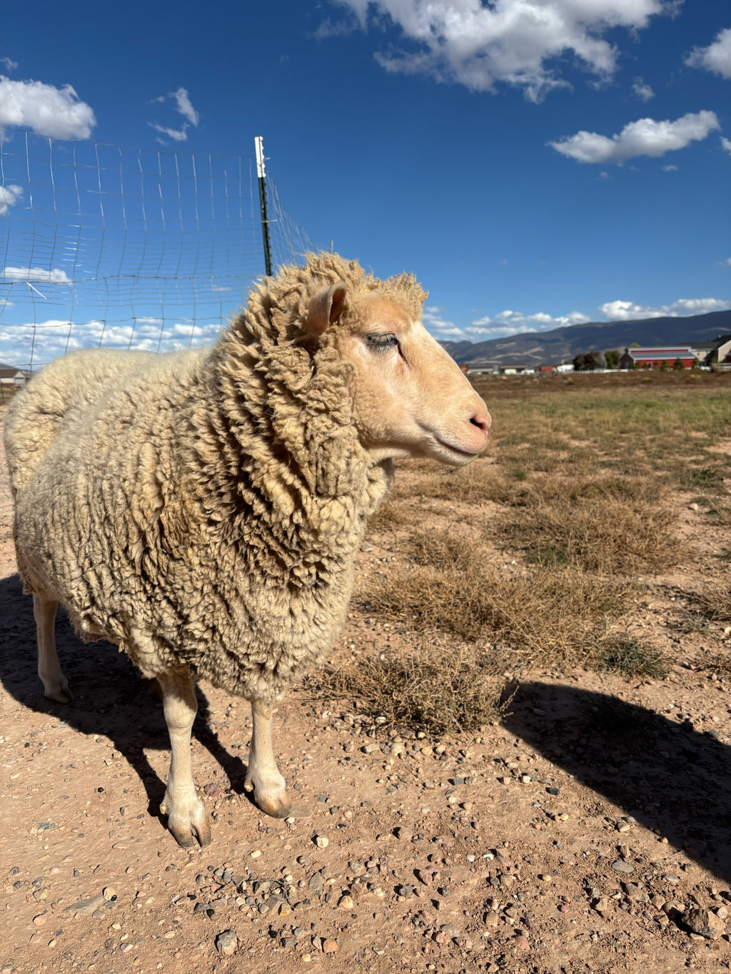 Valkia the white Finnsheep side ivew standing outside with a field behind her