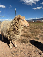 Valkia the white Finnsheep side ivew standing outside with a field behind her