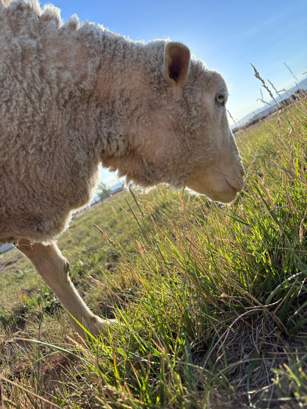 Valkia the white Finnsheep standing in the grass with sunlight behind her