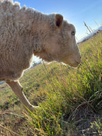 Valkia the white Finnsheep standing in the grass with sunlight behind her