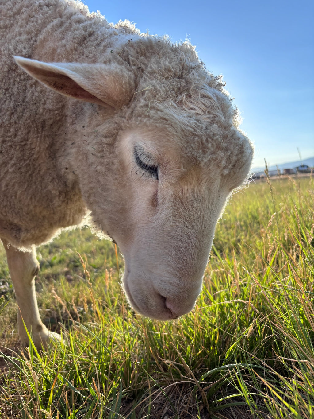 Valkia the white Finnsheep in the pasture with sunlight lighting up her face