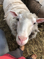 Valkia the white Finnsheep with a jacket looking up at you
