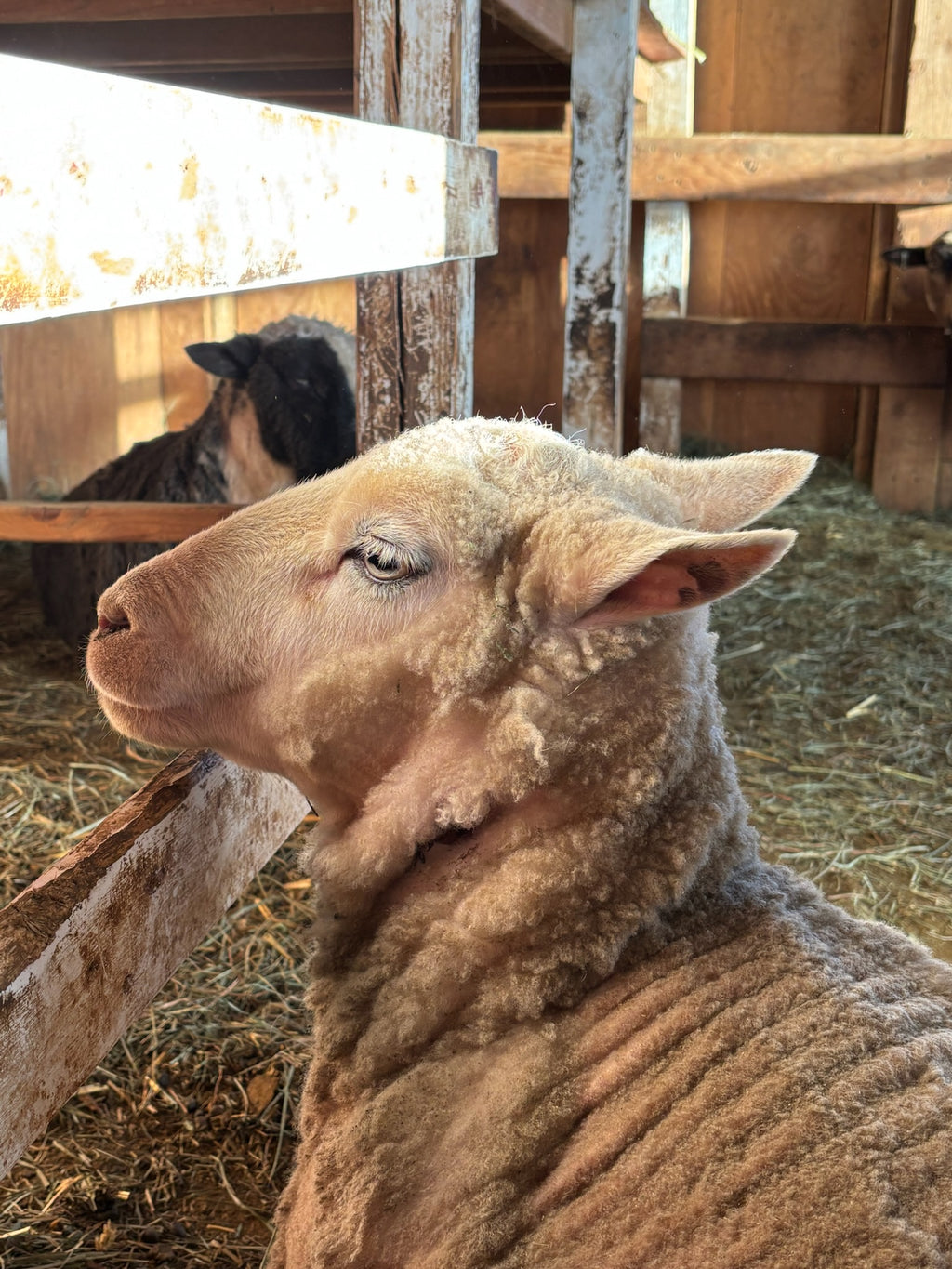 Valkia the white Finnsheep laying down and looking back at you