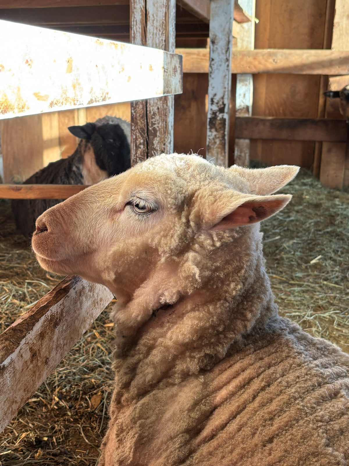 Valkia the white Finnsheep laying down and looking back at you