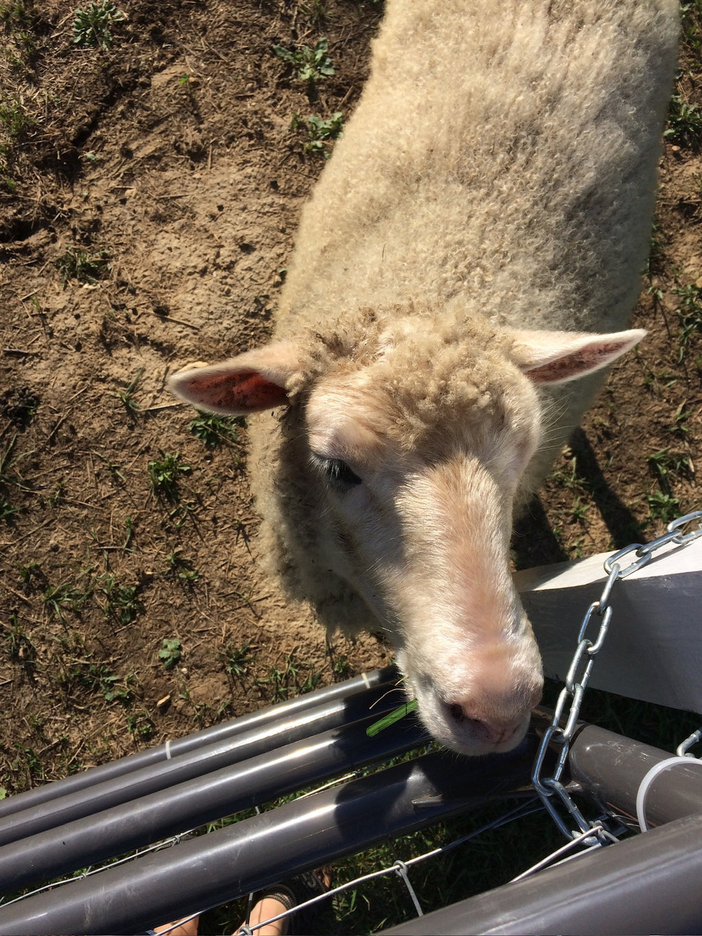 Valkia the white Finnsheep by a gate