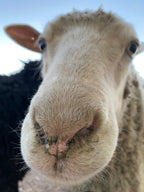 Valkia the white Finnsheep up close nose view