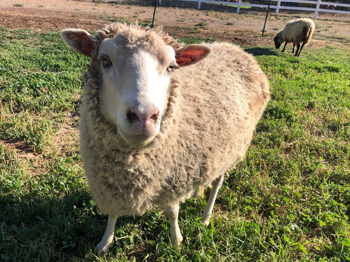 Valkia the Finnsheep standing in the pasture