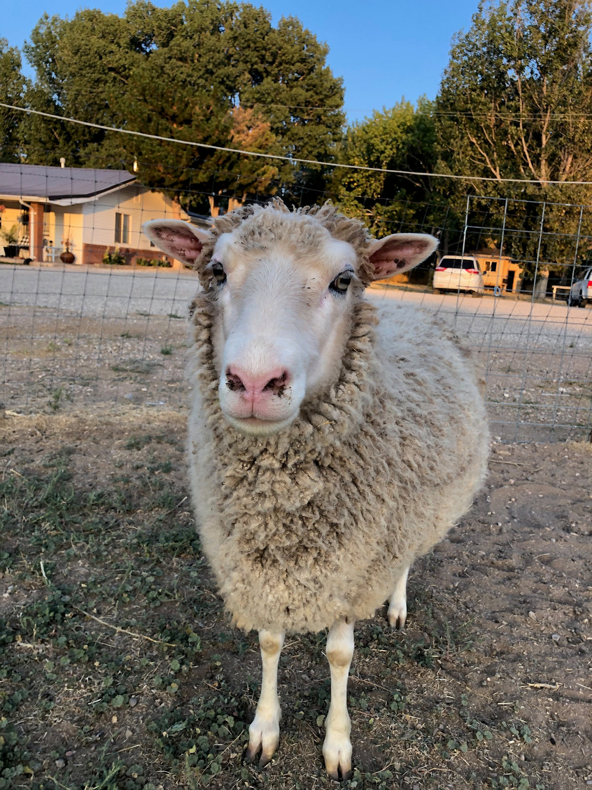 Valkia the white Finnsheep from the front standing outside 