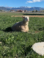 Valkia the white Finnsheep laying in the pasture with mountains and blue sky